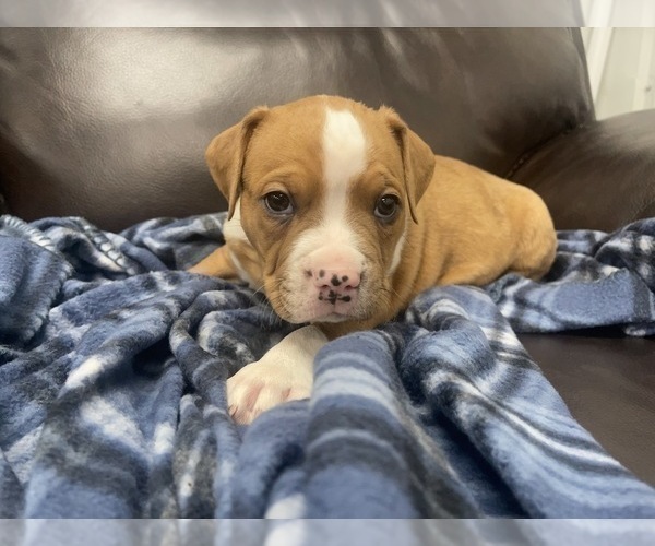 Medium Photo #114 American Bully Puppy For Sale in REESEVILLE, WI, USA