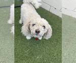 Small #4 Poodle (Miniature) Mix