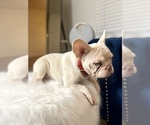 Small Photo #8 French Bulldog Puppy For Sale in BATON ROUGE, LA, USA