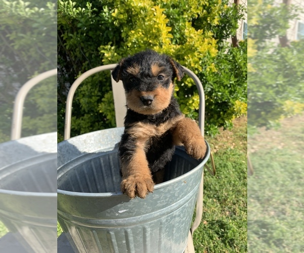 Medium Photo #6 Airedale Terrier Puppy For Sale in JOSHUA, TX, USA