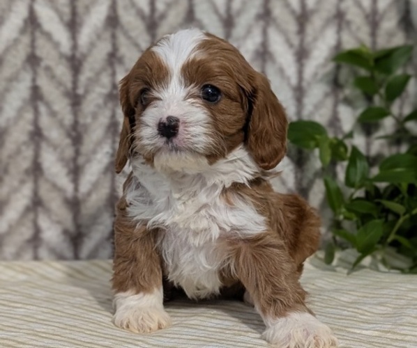 Medium Photo #27 Cavapoo (Miniature) Puppy For Sale in GOSHEN, IN, USA
