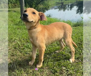 Dari - Female Labrador Retriever-Unknown Mix Dog for Adoption - Photo #2