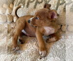 Small #1 Golden Labrador