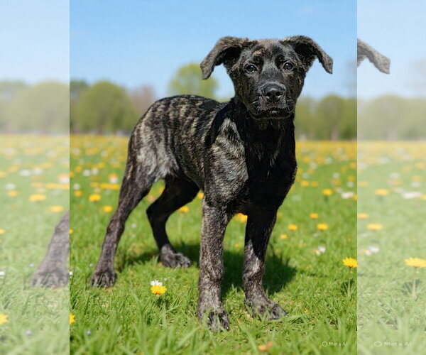 Medium Photo #4 Holland Shepherd-Unknown Mix Puppy For Sale in Talladega, AL, USA