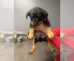 Small #4 Rottweiler