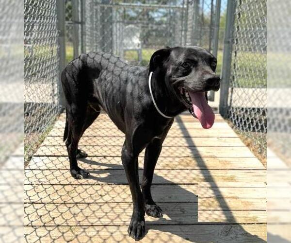 Medium Photo #2 Labrador Retriever-Unknown Mix Puppy For Sale in Conroe, TX, USA