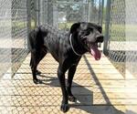 Small #1 Labrador Retriever Mix