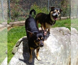 Chug Dogs for adoption in Candler, NC, USA