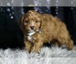 Small Photo #7 Cavapoo Puppy For Sale in WARSAW, IN, USA