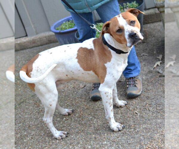 Medium Photo #2 Mutt Puppy For Sale in Enfield, CT, USA