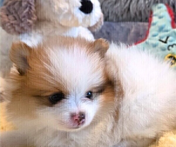 Medium Photo #4 Pomeranian Puppy For Sale in MENIFEE, CA, USA