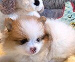 Small Photo #32 Pomeranian Puppy For Sale in MENIFEE, CA, USA