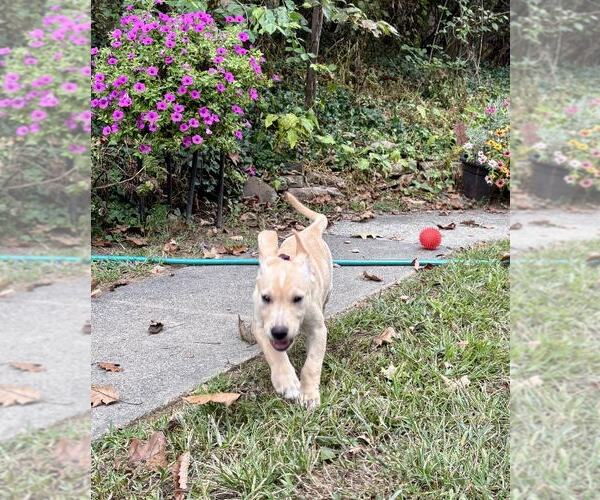 Medium Photo #3 Labrador Retriever-Unknown Mix Puppy For Sale in Mechanicsburg, PA, USA