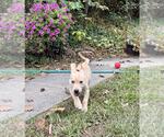 Small #2 Labrador Retriever Mix