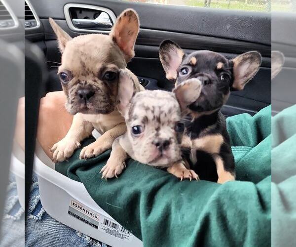 Medium Photo #1 French Bulldog Puppy For Sale in FORT WORTH, TX, USA