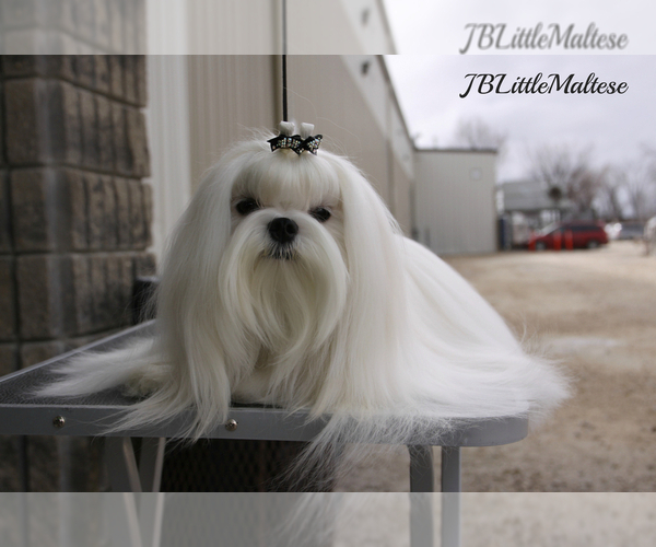 Medium Photo #1 Maltese Puppy For Sale in Kakabeka Falls, Ontario, Canada