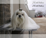 Small Photo #1 Maltese Puppy For Sale in Kakabeka Falls, Ontario, Canada