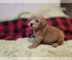 Small #17 Goldendoodle
