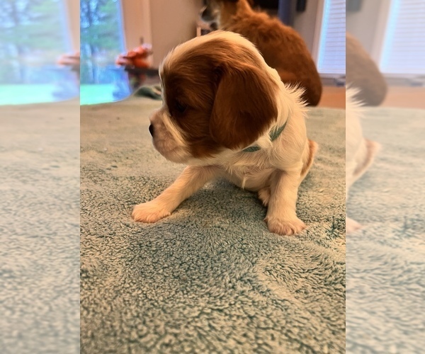 Medium Photo #2 Cavalier King Charles Spaniel Puppy For Sale in ALSEA, OR, USA