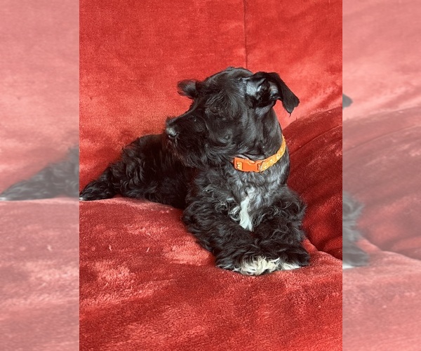 Medium Photo #8 Schnauzer (Miniature) Puppy For Sale in ROY, WA, USA