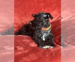 Small #7 Schnauzer (Miniature)