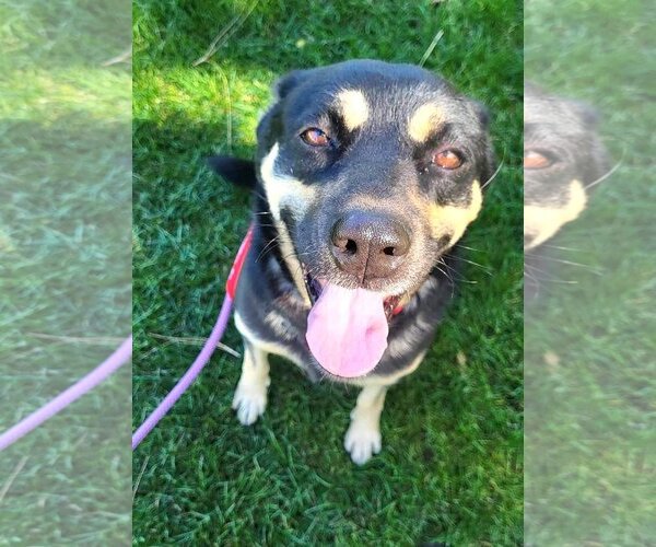 Medium Photo #1 Mutt Puppy For Sale in  Ramona, CA, USA