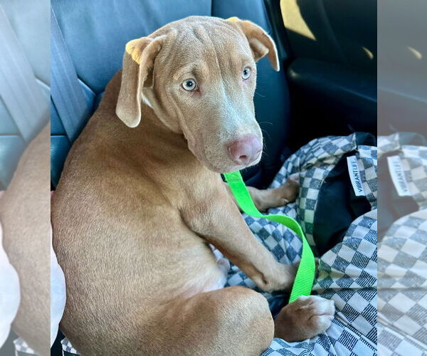 Medium Photo #7 Mutt Puppy For Sale in Canton, CT, USA