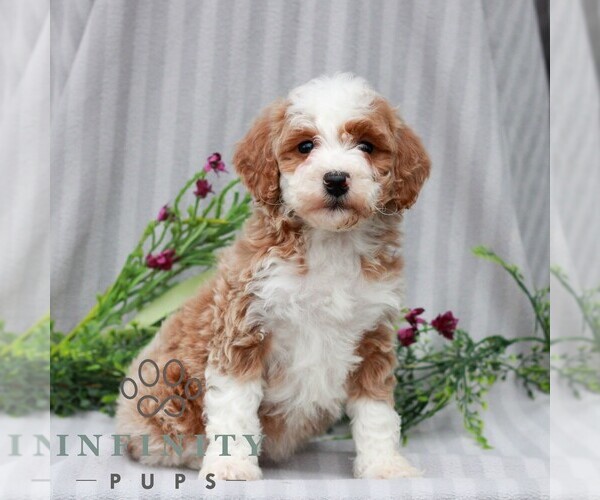 Medium Photo #4 Poodle (Miniature) Puppy For Sale in LITITZ, PA, USA
