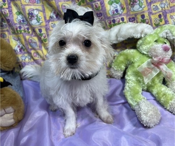 Medium Photo #5 Maltipoo Puppy For Sale in LANCASTER, MO, USA