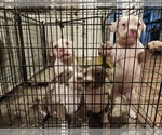 Small #6 American Bully