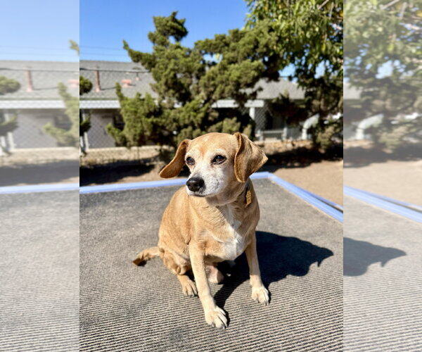 Medium Photo #1 Cheagle Puppy For Sale in Seal Beach, CA, USA