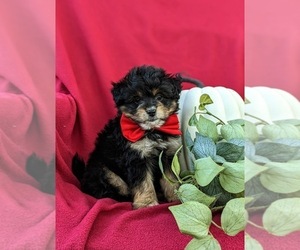 Pom-A-Poo Puppy for sale in OXFORD, PA, USA