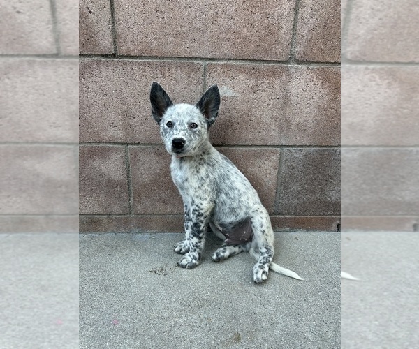 Medium Photo #1 Texas Heeler Puppy For Sale in SIMI VALLEY, CA, USA