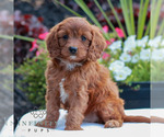 Small #4 Goldendoodle (Miniature)