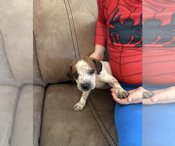 Medium Photo #4 Treeing Walker Coonhound Puppy For Sale in ZANESVILLE, OH, USA