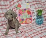 Small #10 Weimaraner