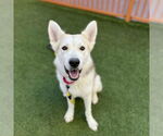 Small German Shepherd Dog-Siberian Husky Mix