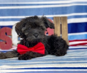F2 Aussiedoodle Puppy for sale in LANCASTER, PA, USA