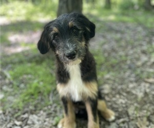 F2 Aussiedoodle Puppy for sale in TROY, MO, USA