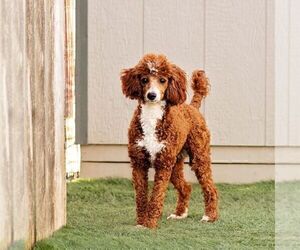 Mother of the Poodle (Miniature) puppies born on 03/24/2026