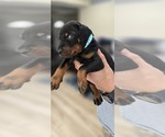 Small #2 Doberman Pinscher