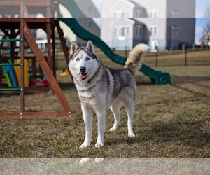 Skylar *foster needed* - Male - Mix Dog for Adoption - Photo #15