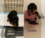 Small Photo #7 Dachshund Puppy For Sale in STONY CREEK, VA, USA
