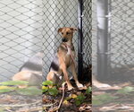 Small #2 Mutt