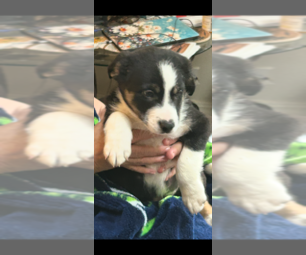 Medium Photo #7 Border Collie Puppy For Sale in EATONVILLE, WA, USA