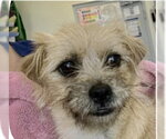 Small #4 Norfolk Terrier Mix