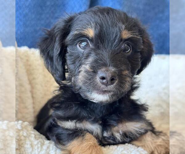 Medium Photo #8 Chihuahua-Colonial Cocker Spaniel Mix Puppy For Sale in San Diego, CA, USA