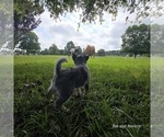 Small Photo #3 Australian Cattle Dog Puppy For Sale in LAURINBURG, NC, USA