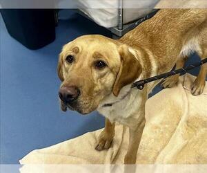 Labrador Retriever Dogs for adoption in Fort Collins, CO, USA
