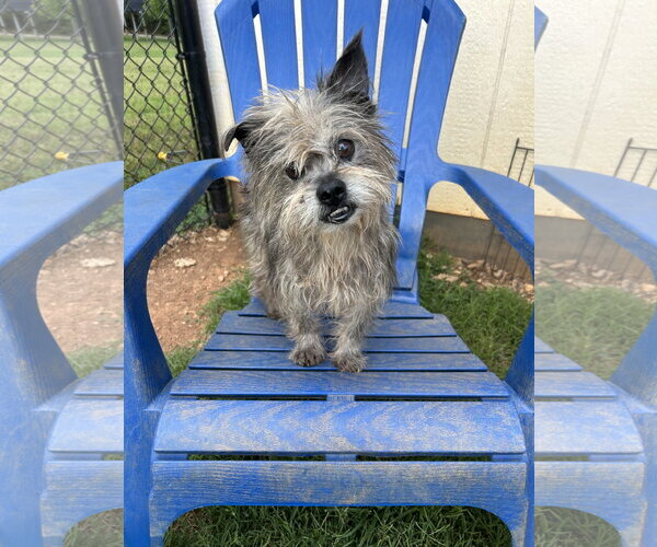 Medium Photo #1 Mutt Puppy For Sale in Pacolet, SC, USA